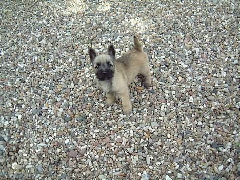 Cairn terrier Fru. Cille  - Cille ude i gården og lege .. =D billede 17