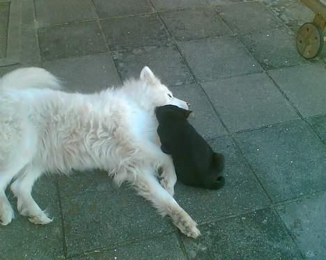 Blanding af racer Mille - Her er min bedste legetante... Sika... Hun er Samojede billede 3