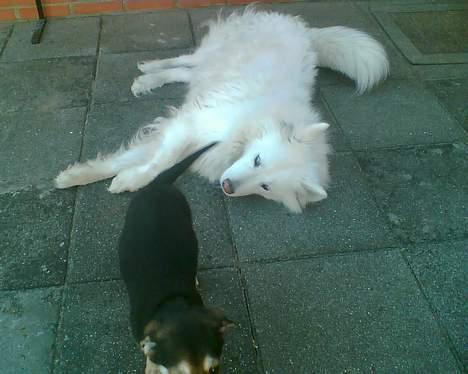 Blanding af racer Mille - Hun gider ikke lege... ØV billede 4