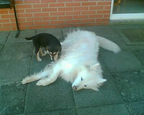 Blanding af racer Mille - Her er det mig der bestemmer... billede 5