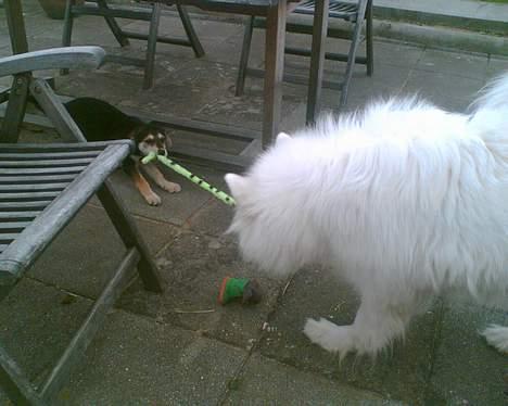 Blanding af racer Mille - Her leger vi med Spirillens hale... billede 6