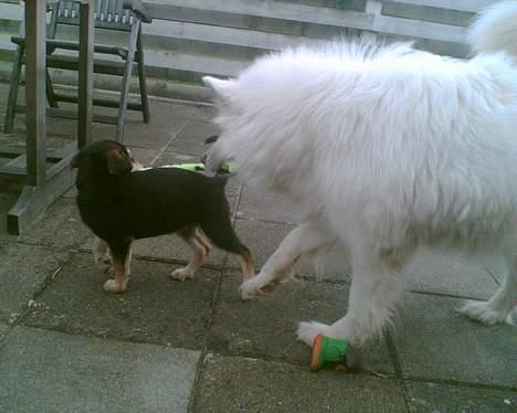 Blanding af racer Mille - Jeg vil meget gerne have den for mig selv... :) billede 7