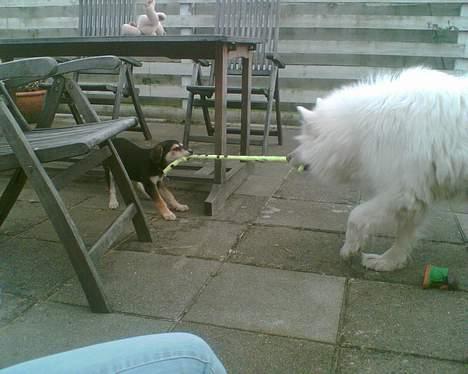 Blanding af racer Mille - Vi er rigtig gode til at lege med hinanden... billede 8