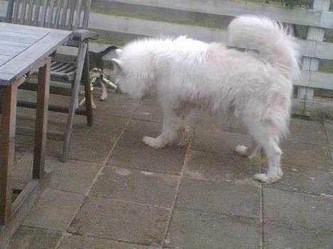 Blanding af racer Mille - Hehe... Under bordet så kan Sika ikke følge med... billede 9