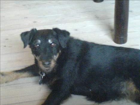 Tysk jagtterrier Dusty billede 7