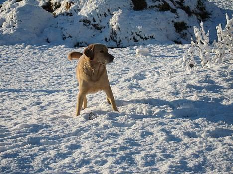 Labrador retriever Balou * 8/5-2014* billede 16