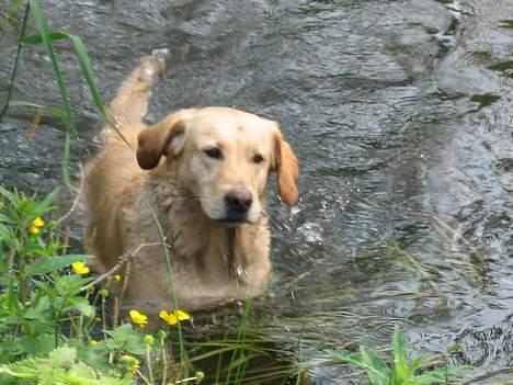 Labrador retriever Balou * 8/5-2014* billede 17
