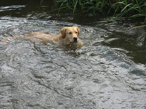 Labrador retriever Balou * 8/5-2014* billede 18
