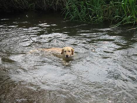 Labrador retriever Balou * 8/5-2014* billede 19