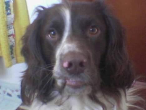 Field Trial spaniel Targo - hej med jer billede 1