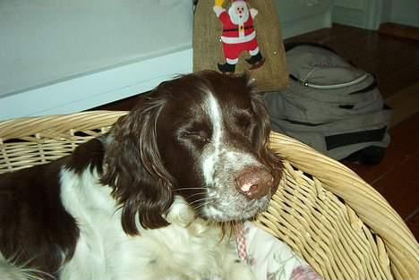Field Trial spaniel Targo - jeg havder og få taget billeder. billede 2