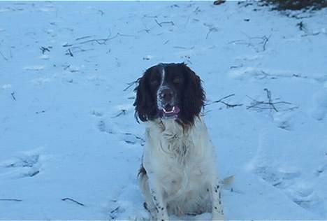 Field Trial spaniel Targo - hygge hygge billede 4