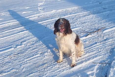 Field Trial spaniel Targo - sne på snuden dejligt billede 5