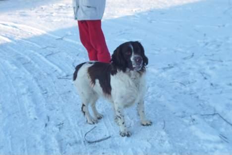 Field Trial spaniel Targo - t billede 6
