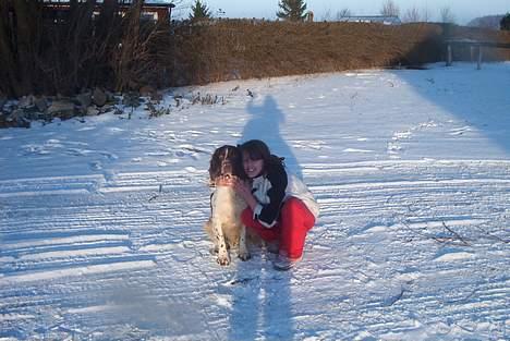 Field Trial spaniel Targo - Targo sammen med mie billede 7