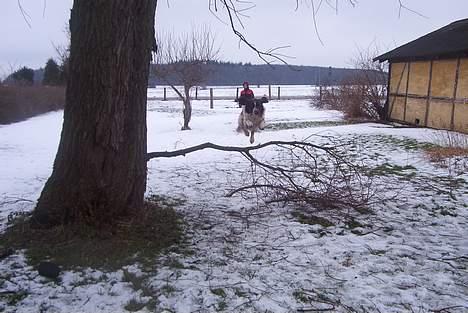 Field Trial spaniel Targo - Targo springer i tø sne billede 8