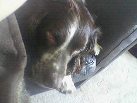 Field Trial spaniel Targo - sover i sofaen billede 9