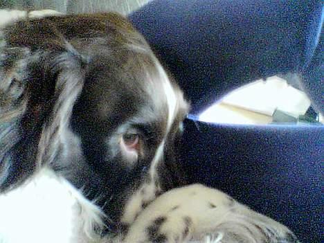 Field Trial spaniel Targo - jeg er lidt Genert billede 10