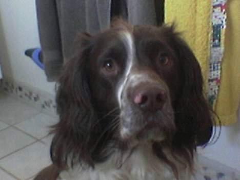 Field Trial spaniel Targo - er jeg ikke smuk billede 11