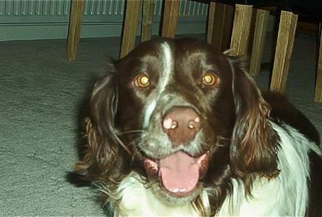 Field Trial spaniel Targo billede 12