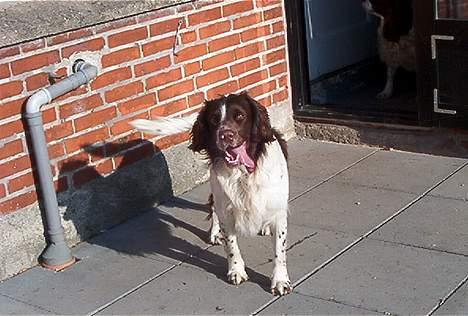 Field Trial spaniel Targo - ude i det gode vejr billede 13