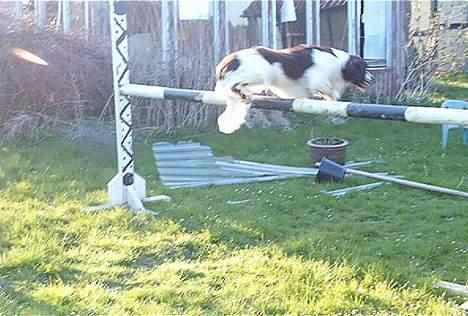 Field Trial spaniel Targo - hopper hjøt 110 billede 14