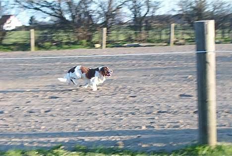 Field Trial spaniel Targo - løber fuld fart billede 15