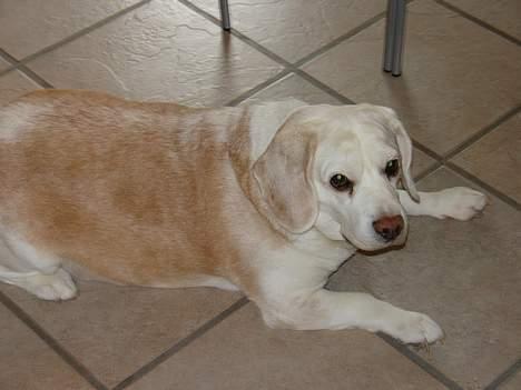 Beagle plet billede 12