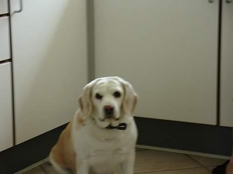 Beagle plet billede 13