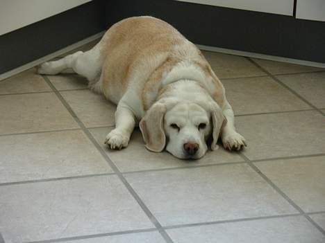 Beagle plet billede 14