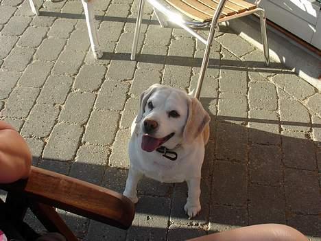 Beagle plet billede 15