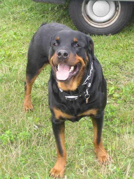 Rottweiler R.I.P. Hannibal  billede 1