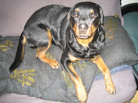 Rottweiler R.I.P. Hannibal  billede 2