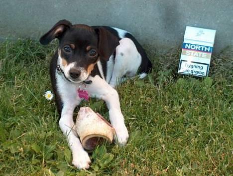 Blanding af racer Baby - Er jeg ikke bare dejlig. billede 1