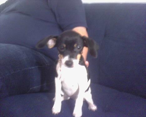 Blanding af racer Baby - Hygger lige hos min nye farmand. billede 2