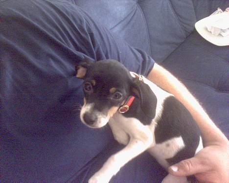 Blanding af racer Baby - Ahhh dejligt med hygge. billede 3