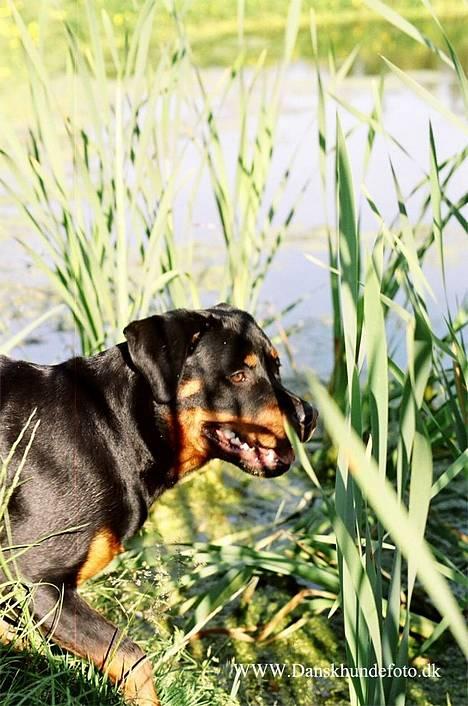Rottweiler *Nala*  R.I.P. billede 11