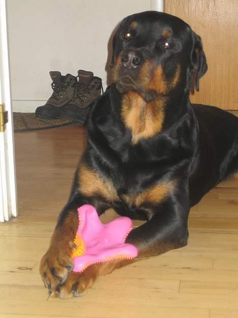 Rottweiler R.I.P. Hannibal  billede 3