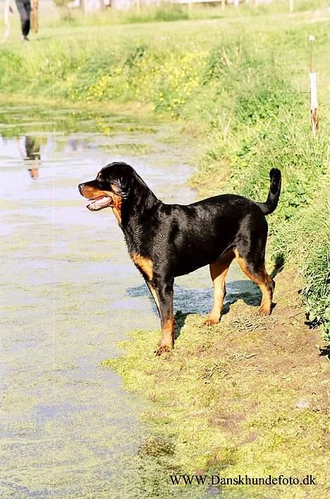 Rottweiler *Nala*  R.I.P. billede 12