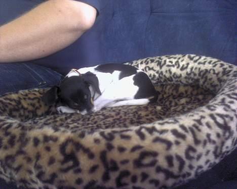 Blanding af racer Baby - min seng er lidt stor moar. billede 4