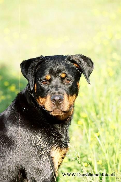 Rottweiler *Nala*  R.I.P. billede 13