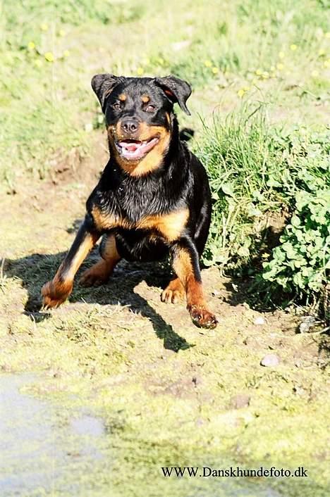 Rottweiler *Nala*  R.I.P. billede 14