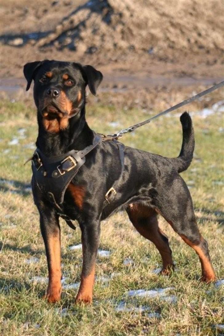 Rottweiler *Nala*  R.I.P. billede 16