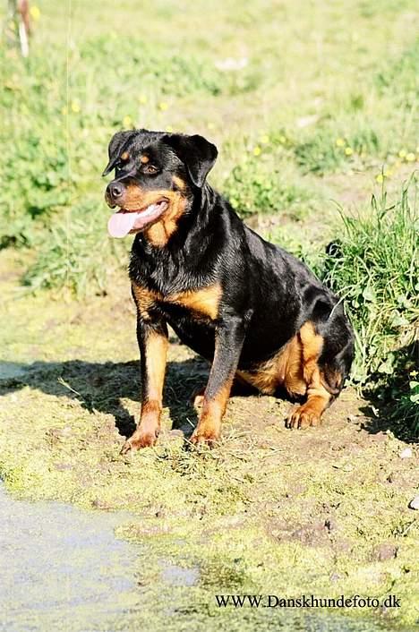 Rottweiler *Nala*  R.I.P. billede 17