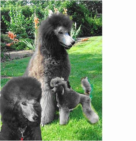 Storpuddel Kathie - jeg har selv prøvet at lave et billede af Kathie. billede 10