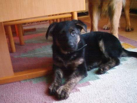 Schæferhund Sille. Rip - Sille, min lille pige :´/ <3 billede 1