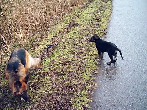 Schæferhund Sille. Rip - Uge og gå tur . Den første. <3 billede 2