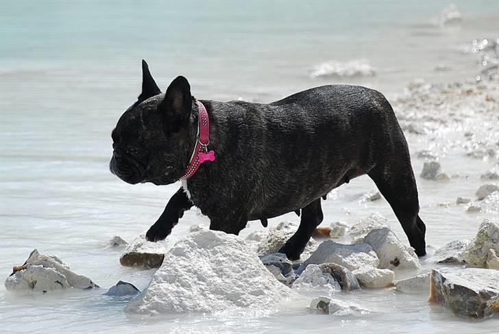 Fransk bulldog gizmo ( Død den 29/07-10) - Faxe Kalkbrud billede 8