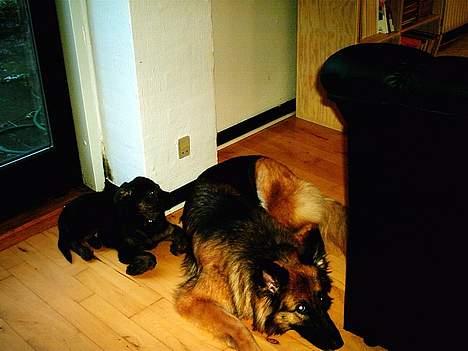 Schæferhund Sille. Rip - Hygge  nok ? billede 3