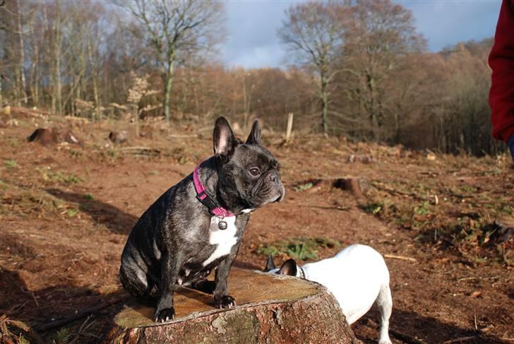 Fransk bulldog gizmo ( Død den 29/07-10) billede 9